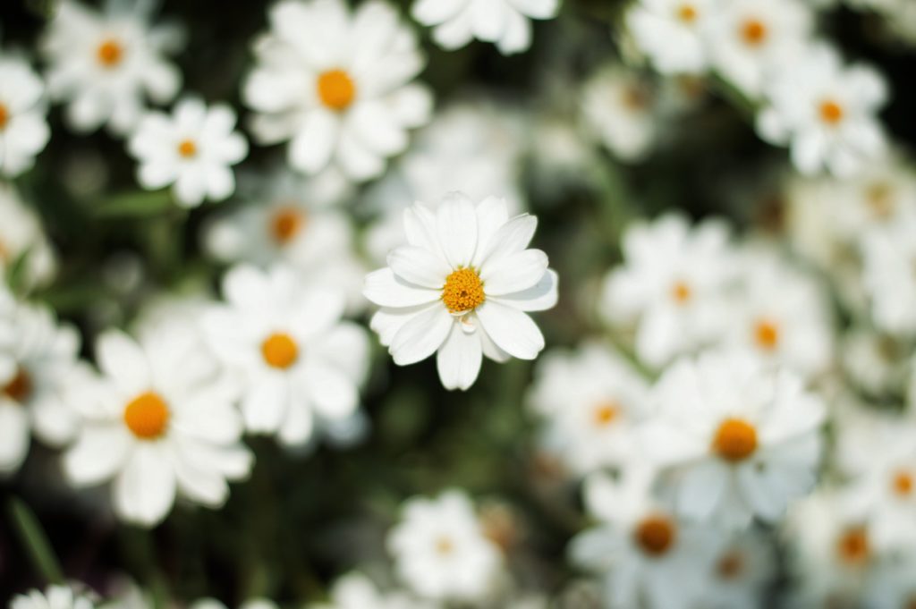Fiori